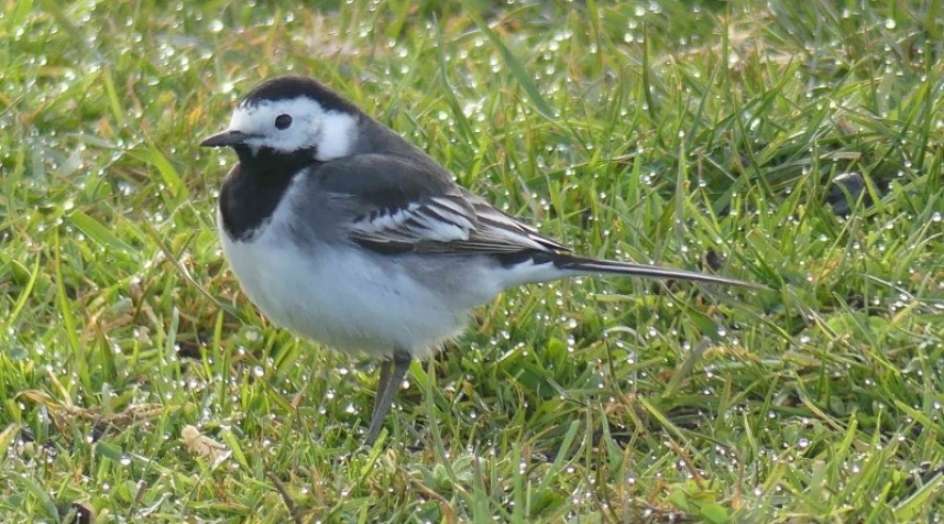  Pied Wagtail © Margaret Boyd