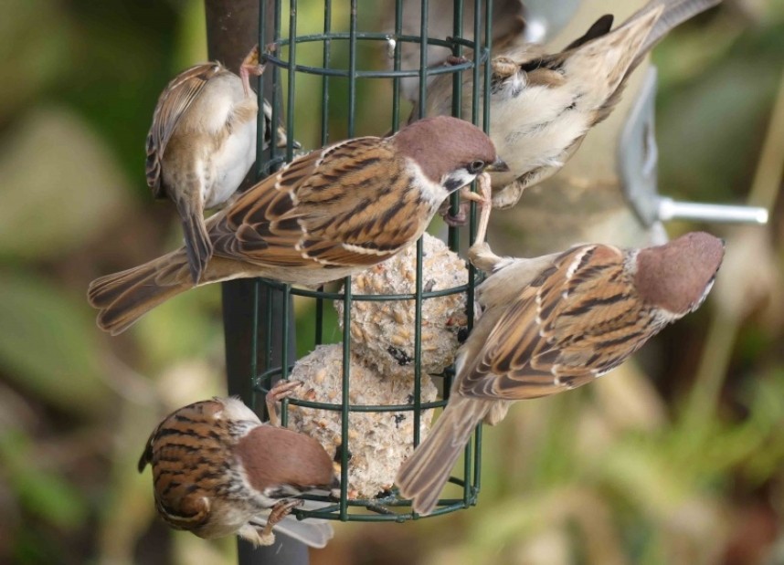 Tree Sparrows on the garden feeders © Margaret Boyd