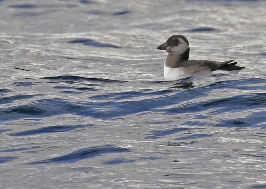 Atlantic Puffin (juvenile) 16 July 2020 © Richard Baines
