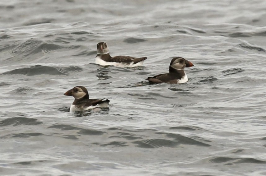 Atlantic Puffin (immature birds first or second year) 16 July 2020 © Richard Baines