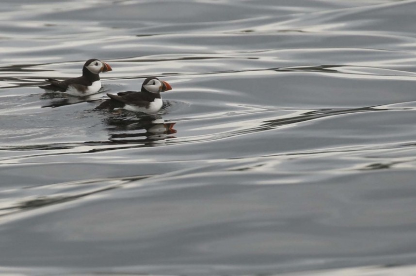Atlantic Puffin (adults) 16 July 2020 © Richard Baines