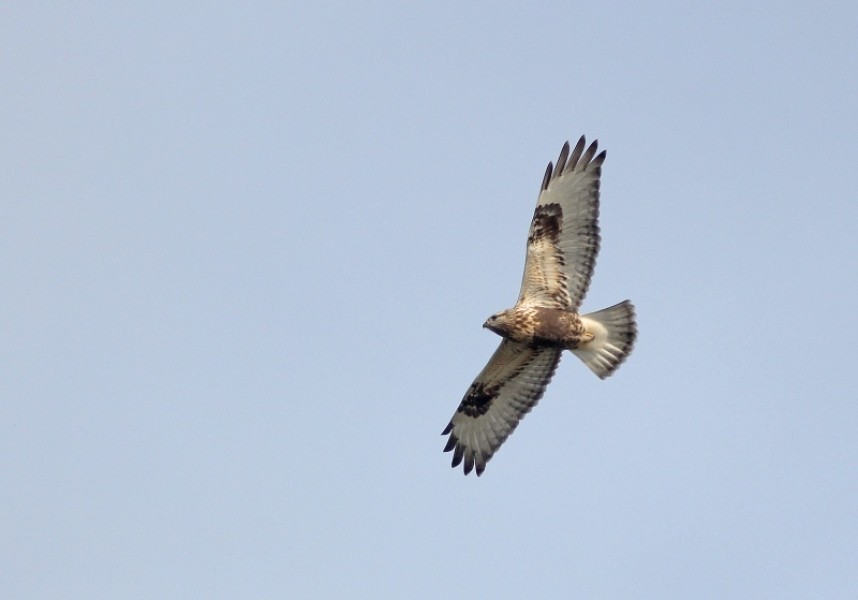 A Rough-legged Buzzard arrives in off the sea at Filey, direct from Scandinavia © Mark Pearson