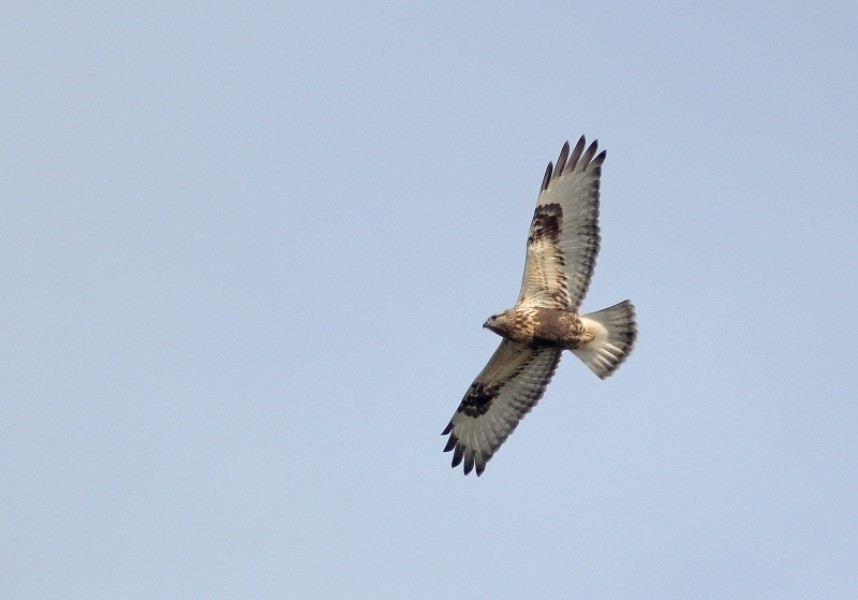  A Rough-legged Buzzard arrives in off the sea at Filey, direct from Scandinavia © Mark Pearson