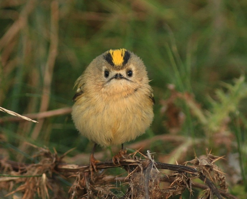 One of many Goldcrests – Europe's smallest birds – freshly arrived on the north Yorkshire clifftop after a North Sea crossing in late autumn © Mark Pearson
