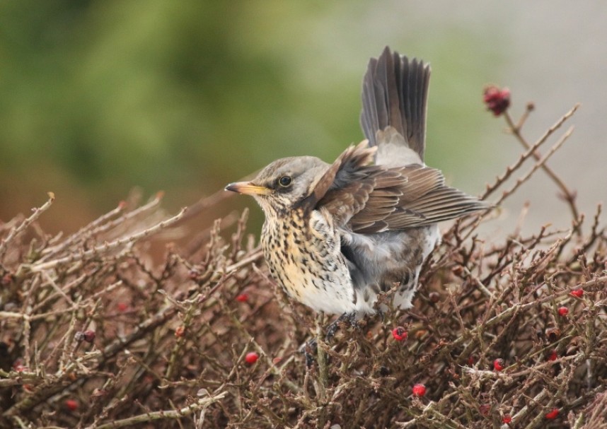 Fieldfares can be one of the most numerous late autumn arrivals on the Yorkshire coast © Mark Pearson