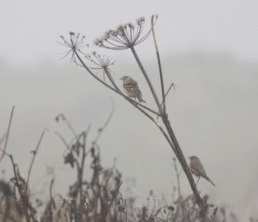 A Brambling and a Common Redstart share an umbellifer in thick fog and drizzle on the Filey clifftop © Mark Pearson