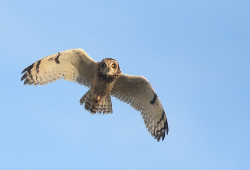 Another Short-eared Owl arriving in off the sea – this one in much easier conditions © Mark Pearson