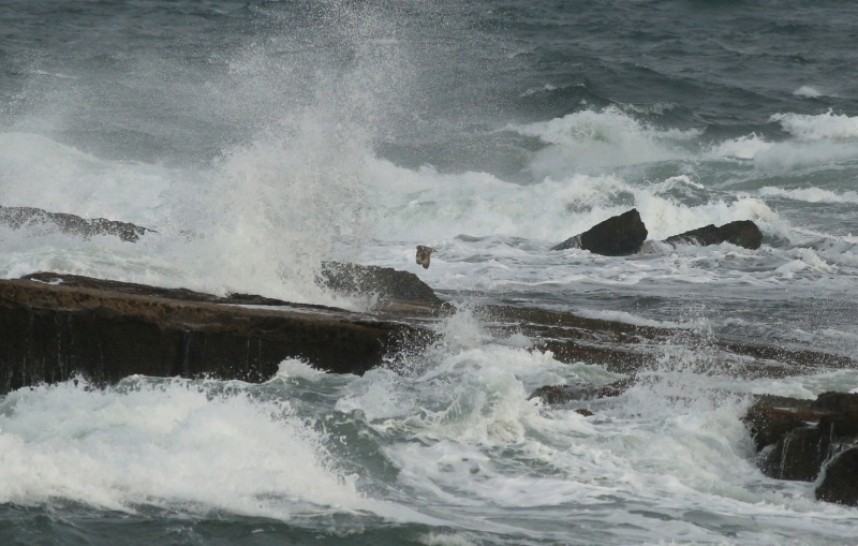 A Short-eared Owl arriving in off the sea, and barely making it onto the rocks on the Brigg End © Mark Pearson