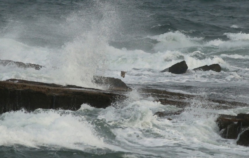  A Short-eared Owl arriving in off the sea, and barely making it onto the rocks on the Brigg End © Mark Pearson