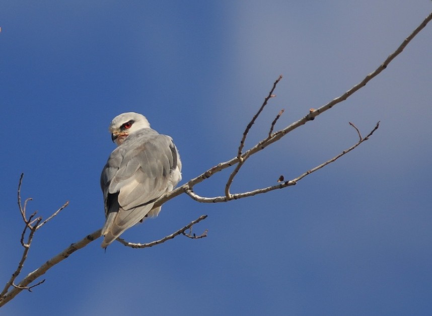  Black-shouldered Kites - now a guaranteed raptor in the area © Mark Pearson