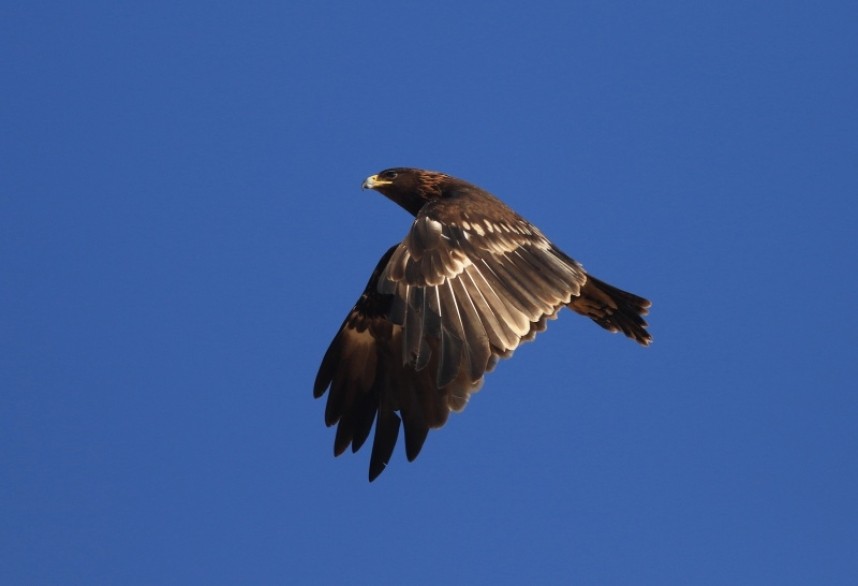  Great Spotted Eagle is one of many large birds of prey that give amazing views © Mark Pearson