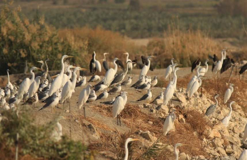  Storks, egrets, herons and Armenian Gulls asking to be photographed....© Mark Pearson