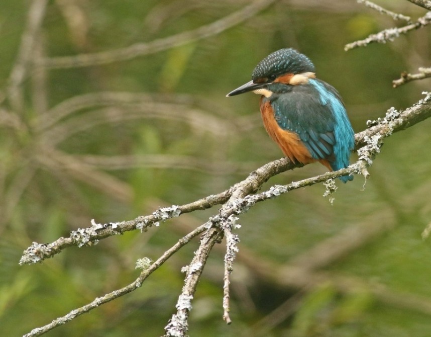 Common Kingfisher © Richard Baines