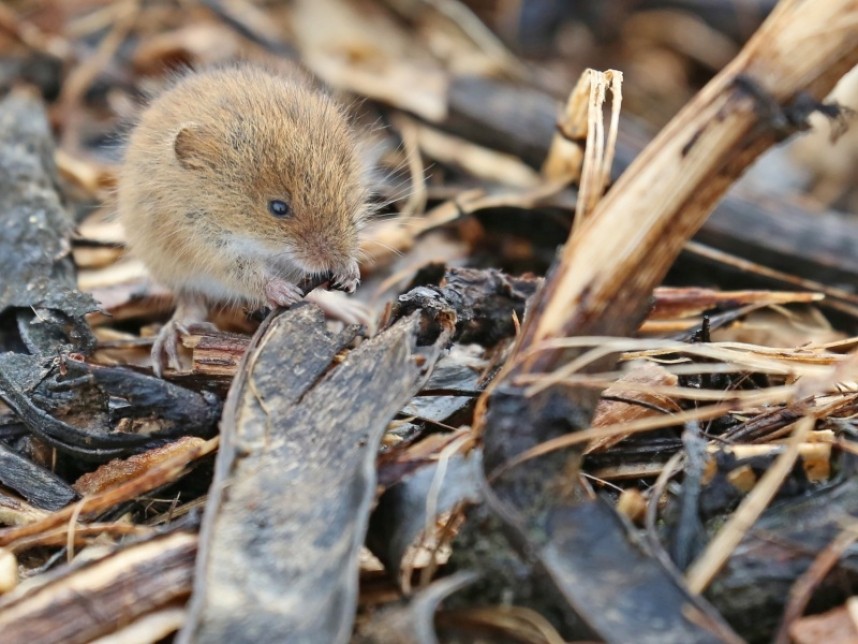  Harvest Mouse © Richard Baines