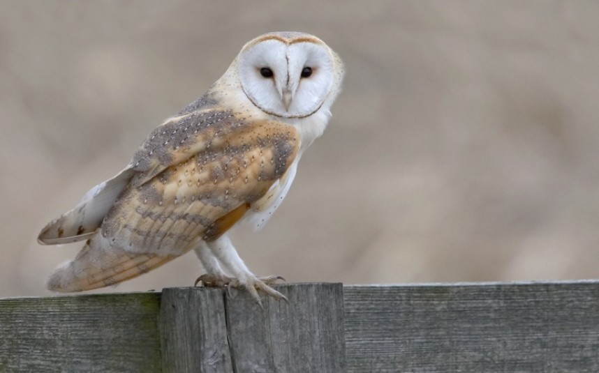 Barn Owl © Steve Race