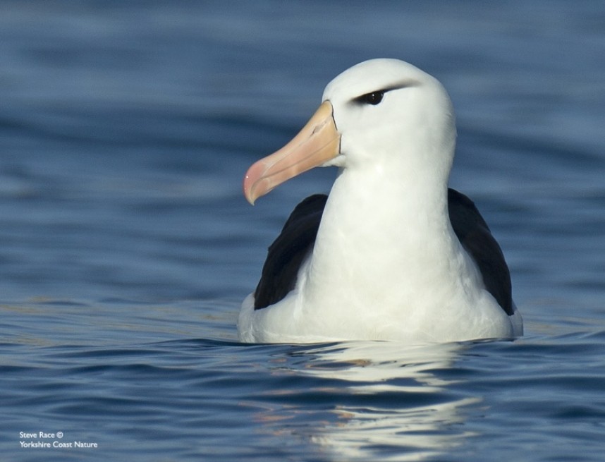 Black-browed Albatross at Bempton summer 2022 © Steve Race