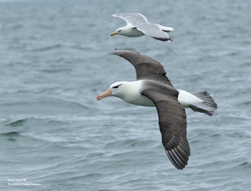 Black-browed Albatross at Bempton summer 2022 © Steve Race