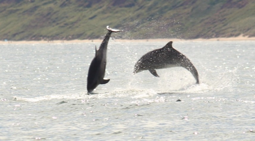 Bottle-nosed Dolphins on the Yorkshire coast summer 2022 © Jono Leadley