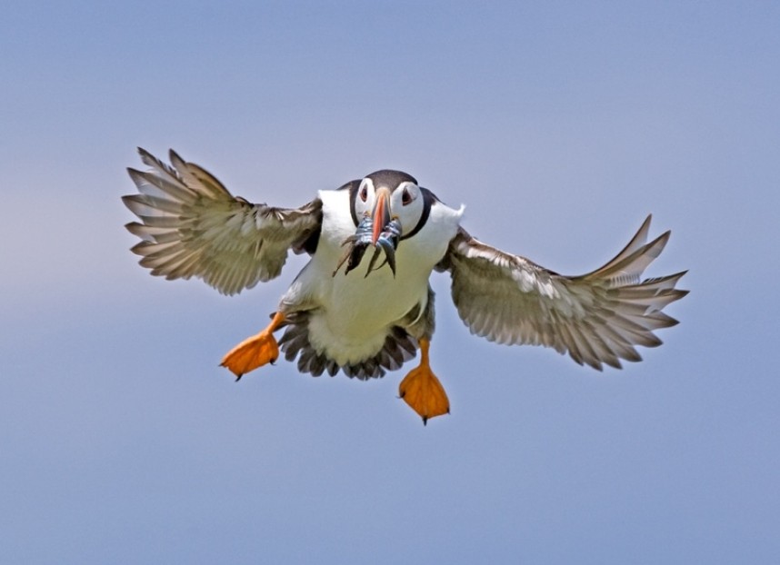  Atlantic Puffin © Steve Race