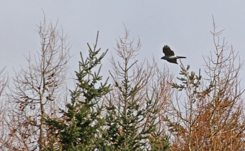  Goshawk above the forest in North Yorkshire © Richard Baines