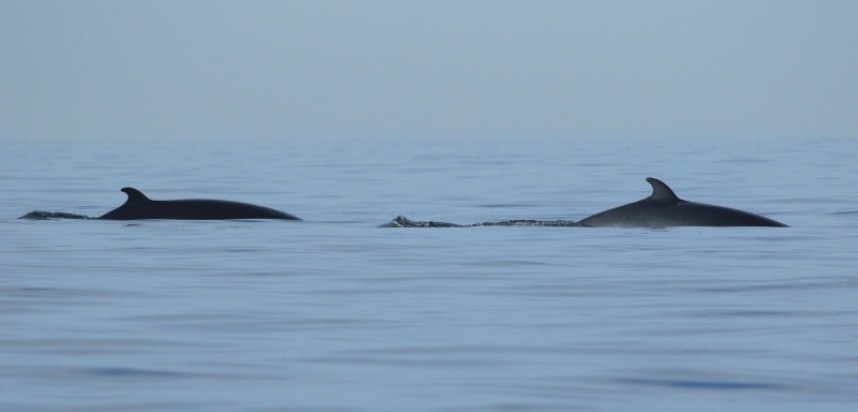  Minke Whales from our YCN trip 2015 © Dan Lombard
