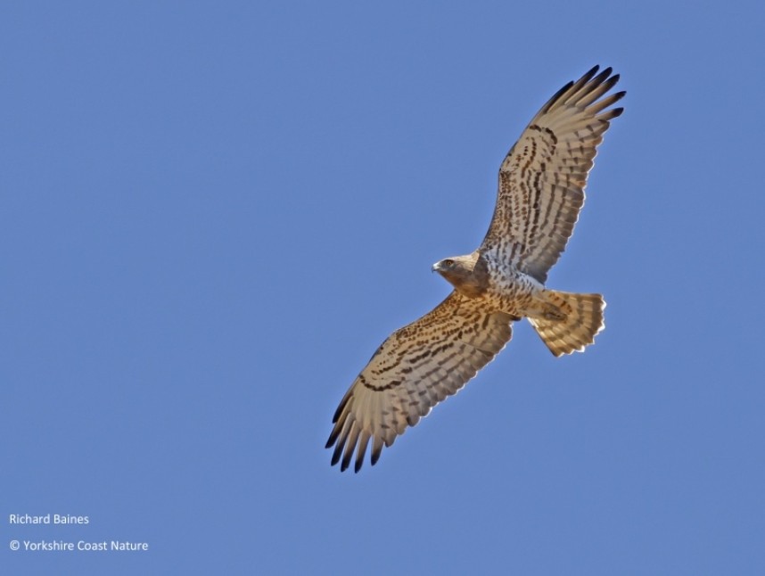 Short-toed Snake Eagle (adult) Tarifa August 2022 © Richard Baines
