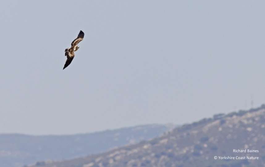 Booted Eagle over the hills Tarifa August 2022 © Richard Baines