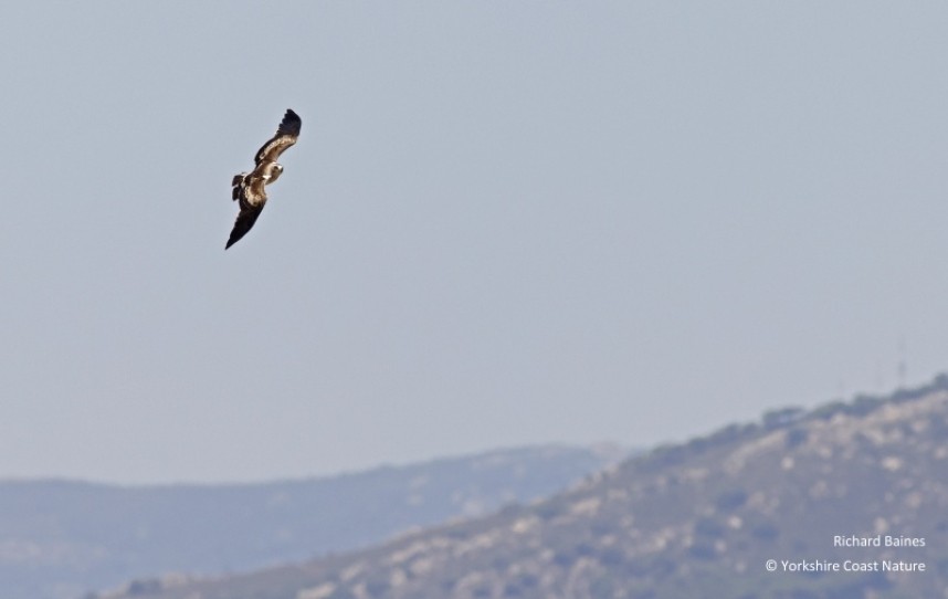  Booted Eagle over the hills Tarifa August 2022 © Richard Baines