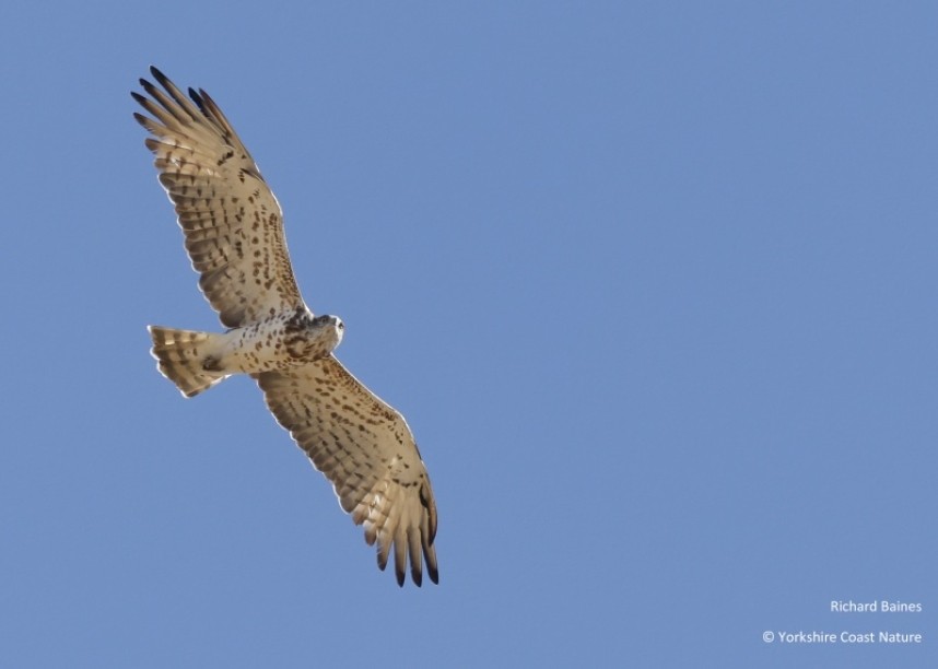 Short-toed Snake Eagle (immature) Tarifa August 2022 © Richard Baines