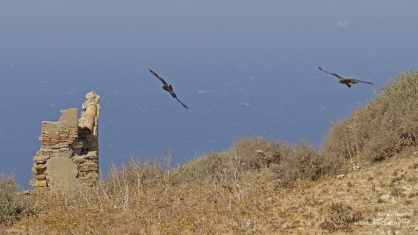 Black Kites prepare for the crossing Tarifa August 2022 © Richard Baines