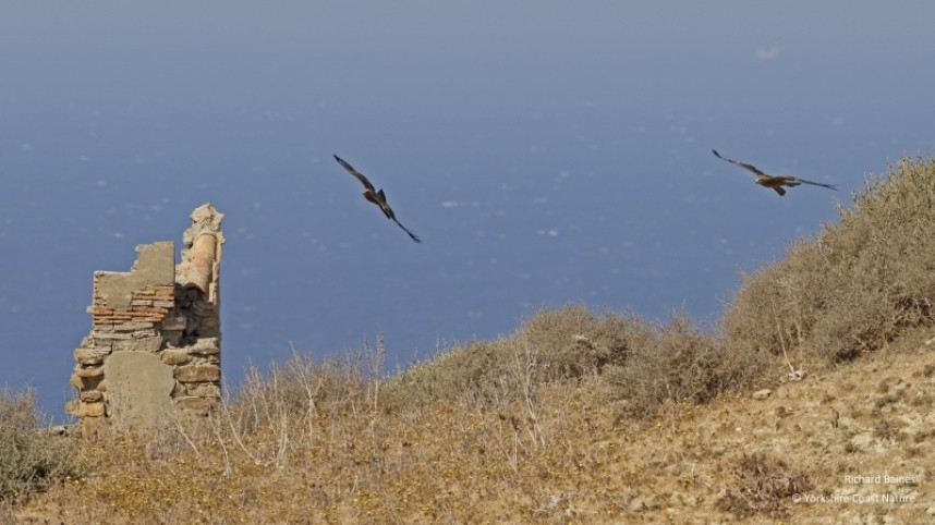  Black Kites prepare for the crossing Tarifa August 2022 © Richard Baines