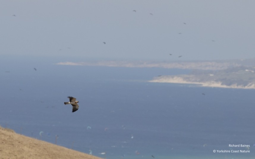 Booted Eagle over the coastal hills Tarifa August 2022 © Richard Baines