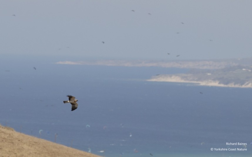  Booted Eagle over the coastal hills Tarifa August 2022 © Richard Baines