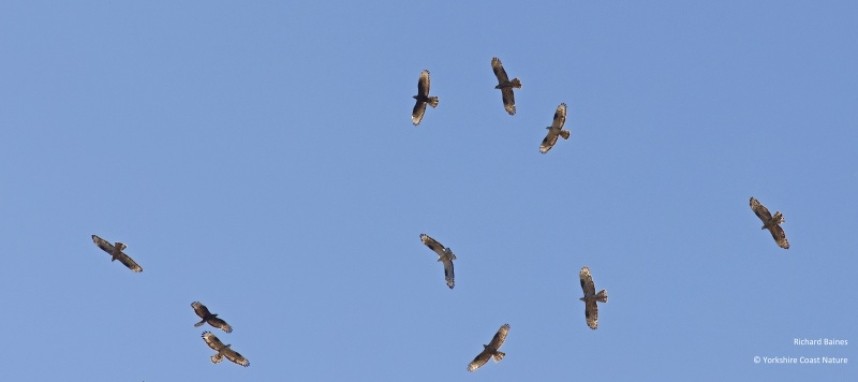 European Honey Buzzards circling above the watchpoint Tarifa August 2022 © Richard Baines