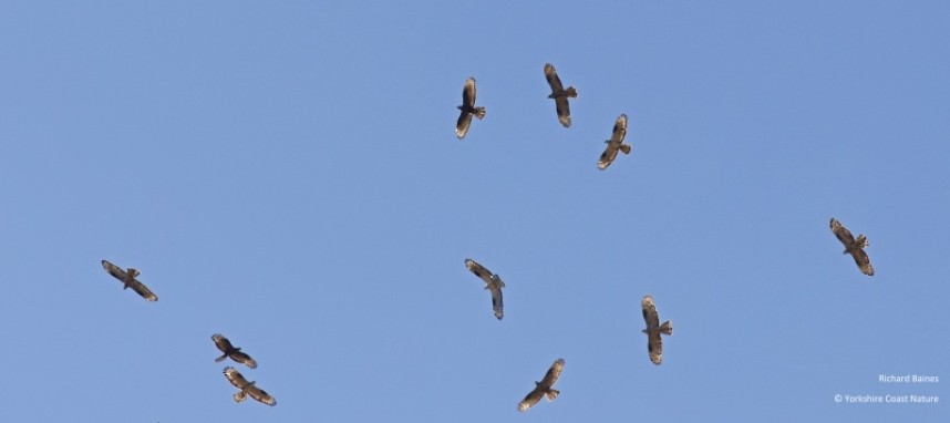  European Honey Buzzards circling above the watchpoint Tarifa August 2022 © Richard Baines