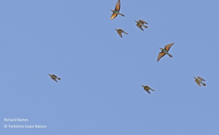 Bee-eaters over the migration watchpoint Tarifa August 2022 © Richard Baines
