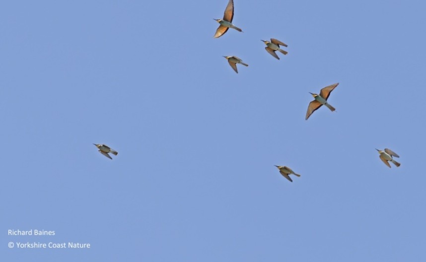  Bee-eaters over the migration watchpoint Tarifa August 2022 © Richard Baines