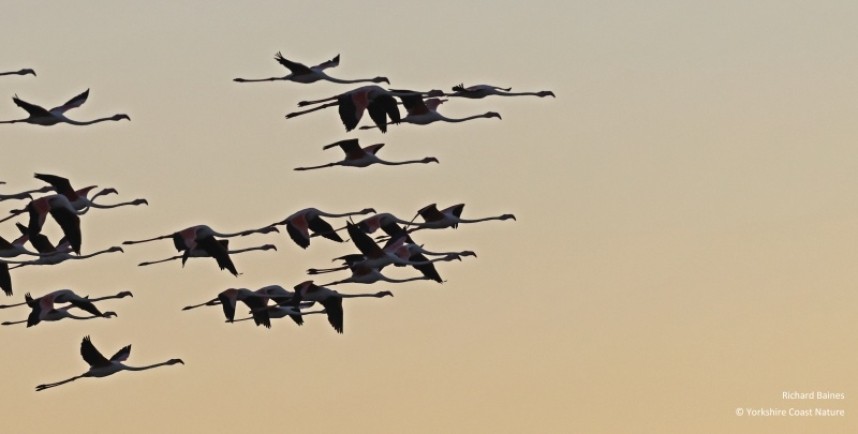 Greater Flamingo's Tarifa August 2022 © Richard Baines