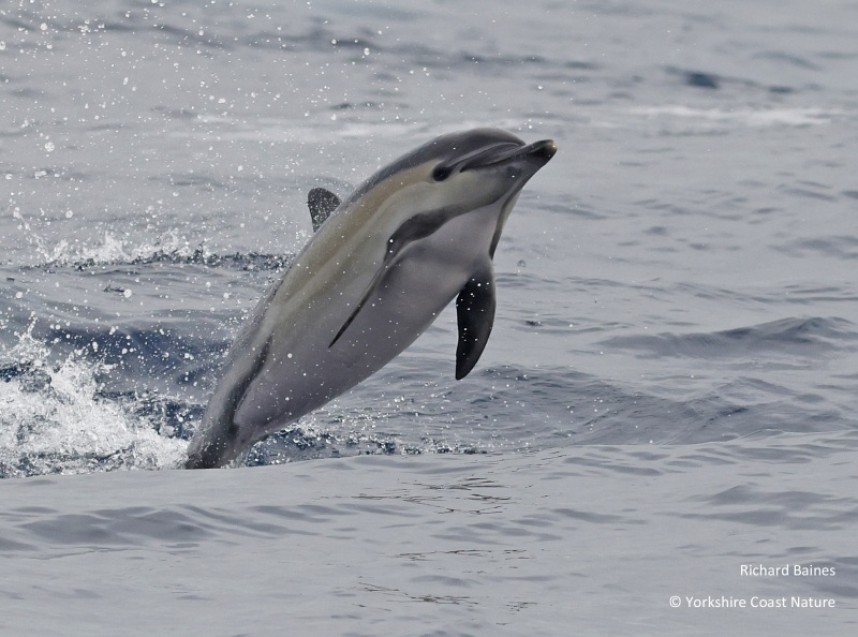 Short-beaked Common Dolphin Tarifa August 2022 © Richard Baines