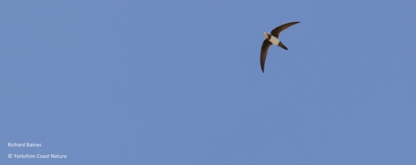 Alpine Swift Tarifa August 2022 2022 © Richard Baines