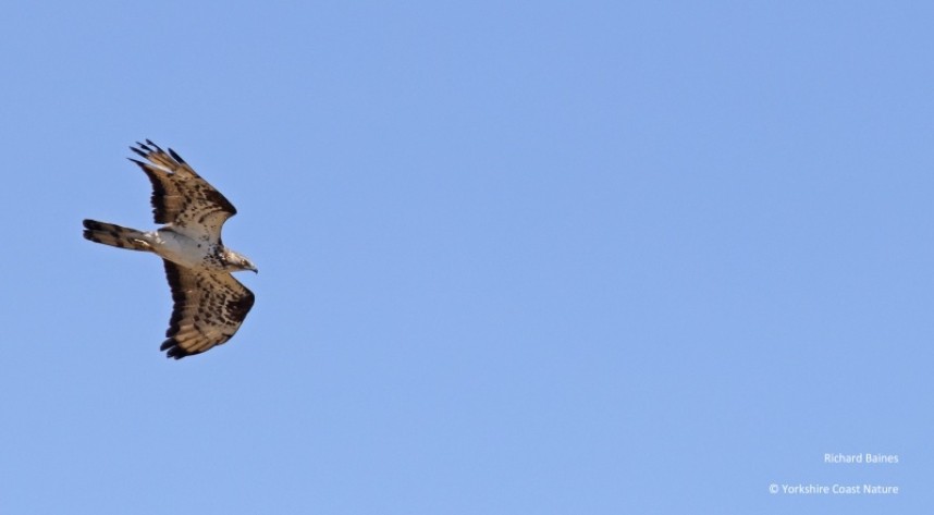  European Honey-buzzard Tarifa August 2022 2022 © Richard Baines