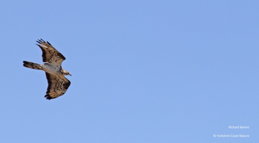 European Honey-buzzard Tarifa August 2022 2022 © Richard Baines