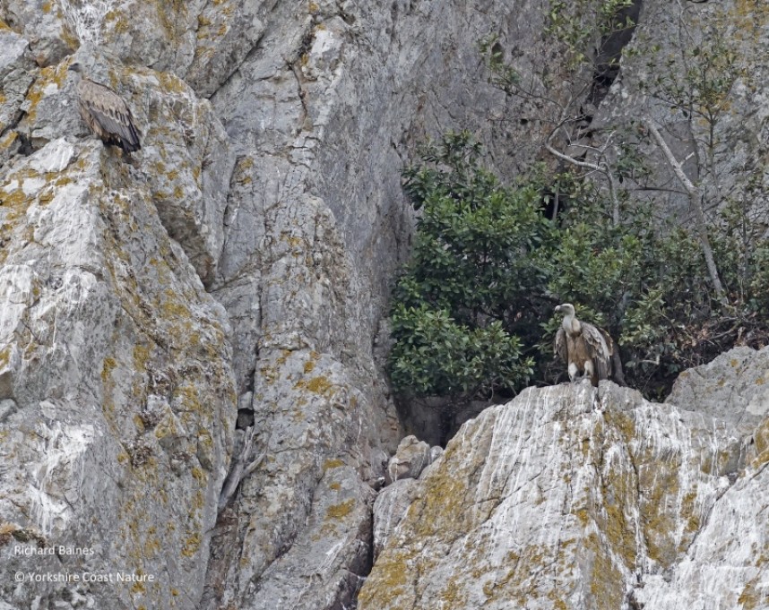 Griffon Vultures Tarifa August 2022 © Richard Baines