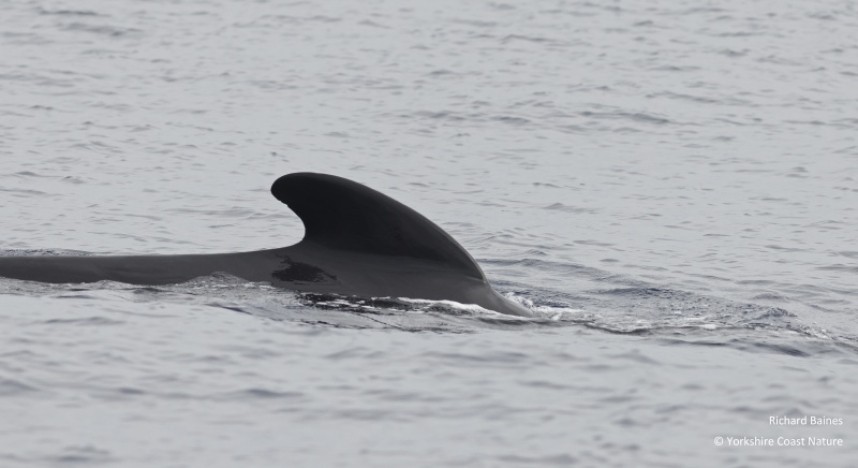 Long-finned Pilot Whale Tarifa August 2022 © Richard Baines