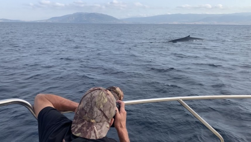  Fin Whale Tarifa August 2022 © Richard Baines