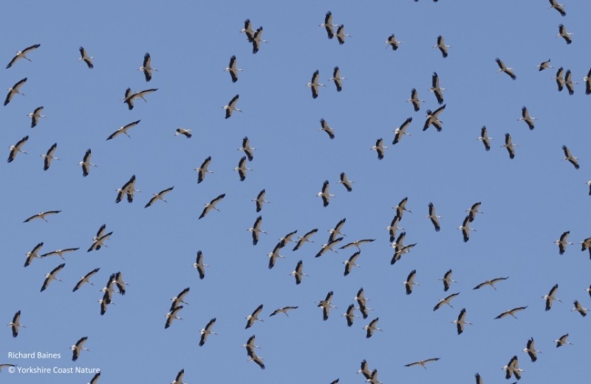 White Storks Tarifa August 2022 © Richard Baines
