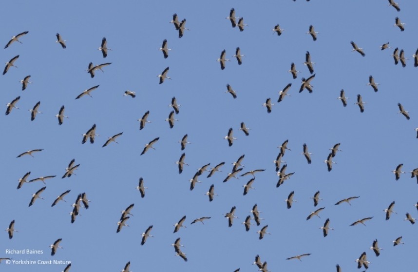  White Storks Tarifa August 2022 © Richard Baines