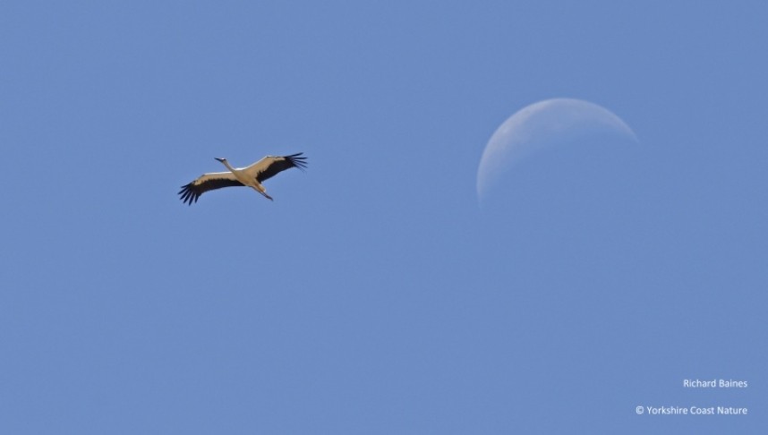 White Stork Tarifa August 2022 © Richard Baines