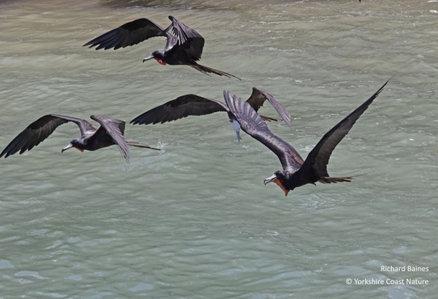Magnificent Frigatebirds - St Lucia Nov 2022 © Richard Baines