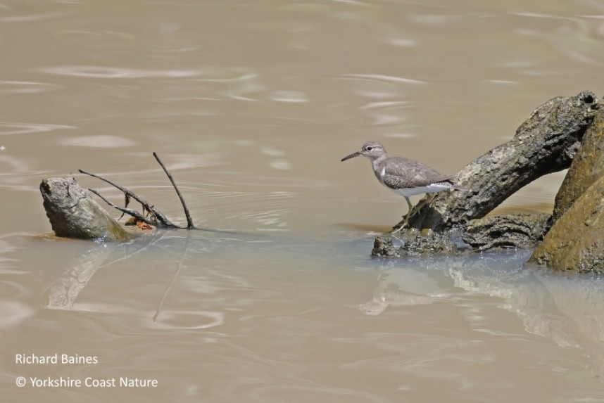 Spotted Sandpiper - St Lucia Nov 2022 © Richard Baines